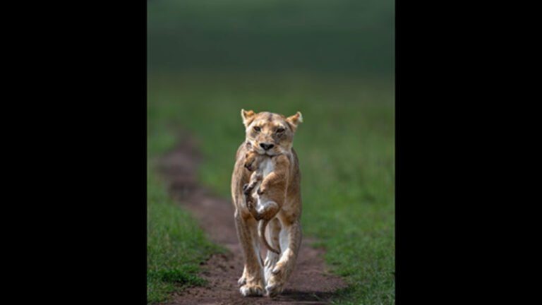 Passion for All Things Wild: Amal George’s Journey from Enthusiast to Wildlife Photography Mentor